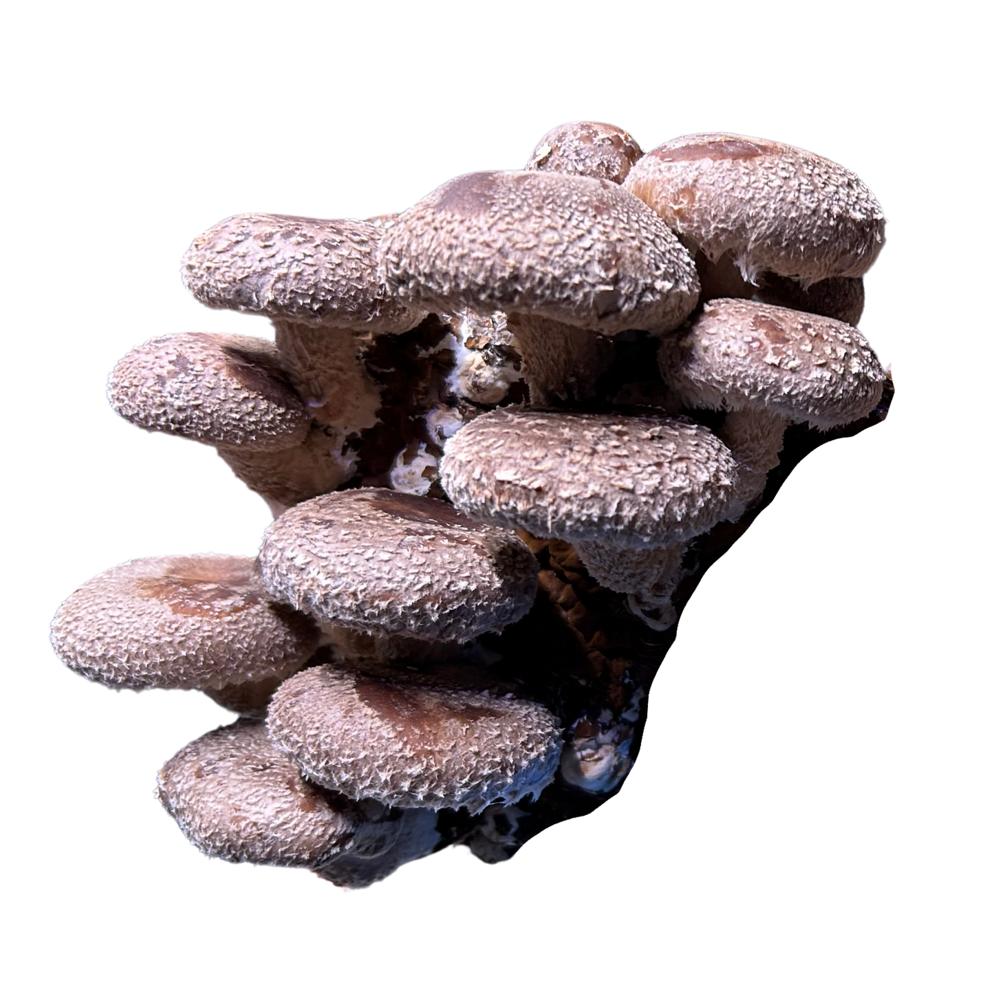 Shiitake